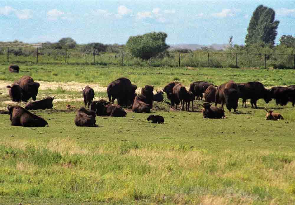 Búfalo - Canada 1.jpg
